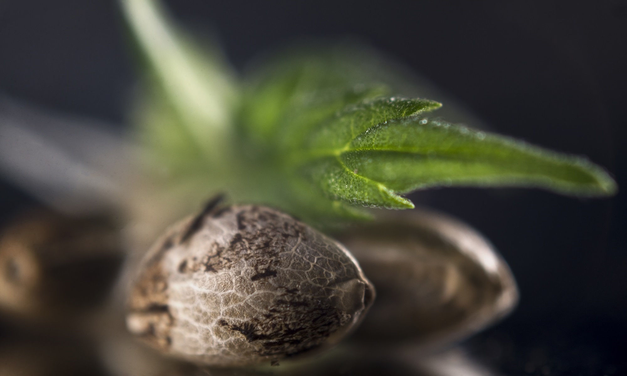¿Qué semillas de marihuana son medicinales?
